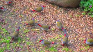 Red Browed finches coming for a feed 13th June 2015 [upl. by Magen636]