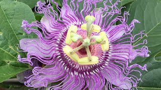 Medicinal Plant  Passion Flower [upl. by Shishko941]