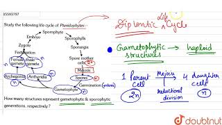 Study the following life cycle of Pteridophytes How many structure ent gametophytic amp [upl. by Suolhcin]