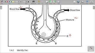 GRADE 11 LIFE SCIENCE P1 END OF TERM 4 REVISION NOV 2022 PAPER [upl. by Nairbal]