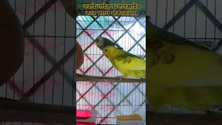 বাজরিগার পাখি।bajrigar pakihow to bajrigar pakibirdslifestylebajrigarlovesignsfunny parrot [upl. by Merell371]