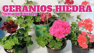 CURA tus GERANIOS del TALADRO del Geranio  Cuidados Plantas Flores Huerto Urbano y Jardín [upl. by Neeron803]