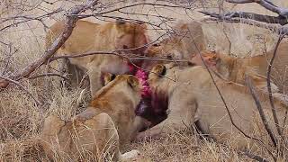 Lions devouring a WarthogVERY GRAPHIC South Africa [upl. by Lennie742]