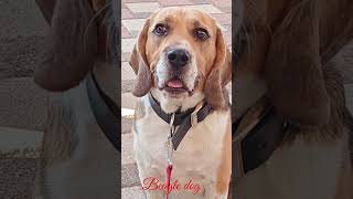 Beagle dog 🐕 barking sound 5kviralshorts [upl. by Sparke404]