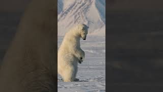 Polar Bear Hunts Seals [upl. by Aimo]