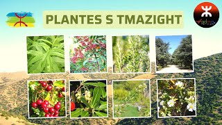 Plantes en Tamazight Rif Maroc  Plant Names With Pictures [upl. by Baer]