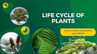 Life Cycle of Plants [upl. by Aaronson696]