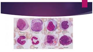 GRANULOPOIESISThe Formation of Granulocytes [upl. by Froemming616]