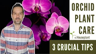 Orchid Plant Care 3 Crucial Tips [upl. by Derayne]