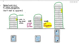 1522 Chemical Communication in Plants Auxin amp Gibberellins Cambridge AS A Level Biology 9700 [upl. by Behrens]