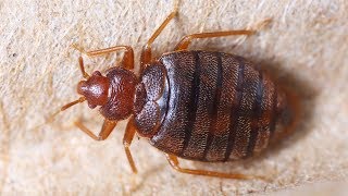 How To Get Rid of Bed Bugs [upl. by Christianity512]