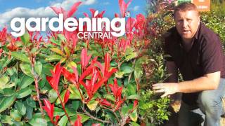 How to choose a hedge for your garden  hedging information [upl. by Yarahs]