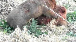 Fighting Wombats in Kangaroo Valley [upl. by Mayer52]