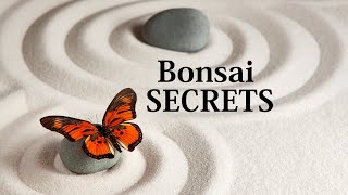 THIS Should Be ILLEGAL  DIY Bonsai Secret [upl. by Nnylatsirk]