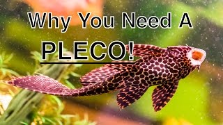 The Benefits Of Having A Pleco In Your Aquarium [upl. by Lejna429]