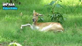 Impala Animal Relaxing [upl. by Racklin727]