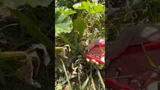 Longe Naples Pumpkin  Pruning Leaves asmr satisfying pumpkin pumpkinleaves pruning nature [upl. by Aerb]