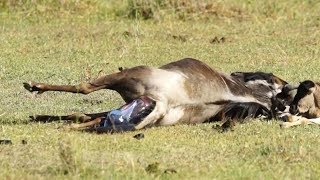 Amazing Wildebeest Giving Birth  Rare moments in nature [upl. by Dumanian]