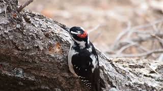 Hairy Woodpecker [upl. by Ateinotna866]