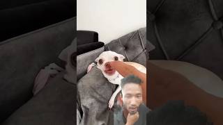 Chuchi chuchi mreviatar chihuahua dog puppy cuteanimal pets catvaccination comedy funny [upl. by Busch]