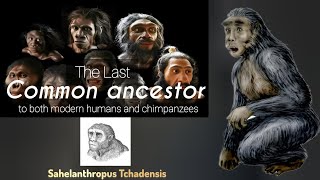 Sahelanthropus Tchadensis The Oldest Human Ancestor 🌍 A 7MillionYear Journey in Evolution [upl. by Adlemi22]