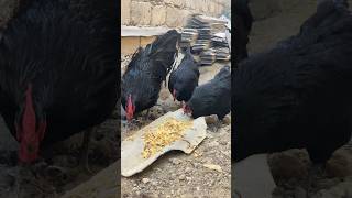 Avstralop xoruz ve toyuq  cücesi üçün elaqe 0558685905 australorp chicken austrolop birds [upl. by Nnadroj]