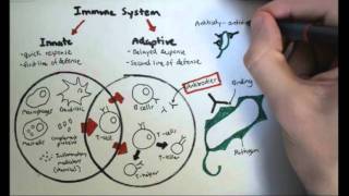 Immunology Overview [upl. by Carboni]