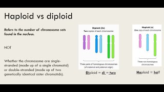 Haploid vs Diploid [upl. by Ahseken591]