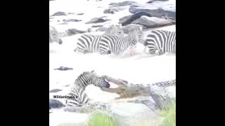 Crocs Brutal Death Roll Rips Off Zebra Face [upl. by Enovi406]