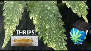 THRIPS In Gardening  How To IdentifyPrevent and Exterminate Them [upl. by Noelle]