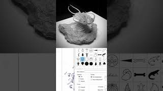 trilobite amp micromine трилобиты майкромайн [upl. by Christoforo733]