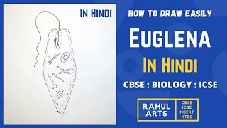 How to Draw Euglena Easily Step by Step in Hindi [upl. by Llerol]