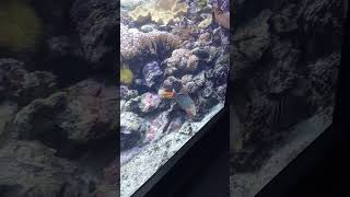 Il pesce molto grande Acquario parte 3 [upl. by Aifoz]