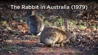 The Rabbit in Australia 1979 [upl. by Breeze]