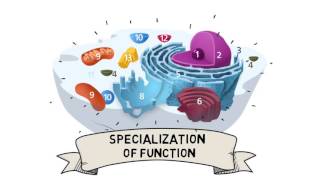 Cell Organization and Compartmentalization [upl. by Trebmer318]