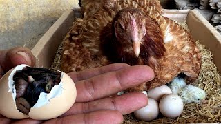 How Chicken hatch eggs and how newly hatched chicks look [upl. by Notrom]