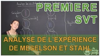 Analyse des résultats de lexpérience de Meselson amp Stahl  SVT  1ère  Les Bons Profs [upl. by Lise277]