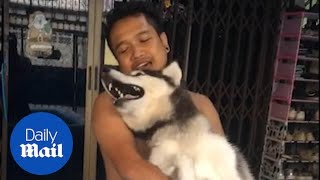 Hilarious moment husky howls in protest as owner tries to bathe it [upl. by Anirhtak840]