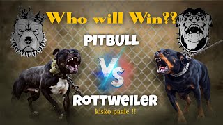 Rottweiler vs Pitbull Real Fight  American Pitbull vs Rottweiler Comparison  🔥🔥 [upl. by Hastings766]