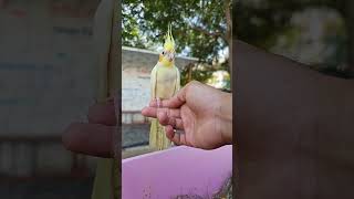 How claim on your hand cockatiel parrot [upl. by Moth]