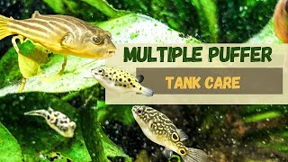 Caring for Multiple Puffers What You Need to Know [upl. by Sainana56]