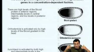 Mod07 Lec24 Gene Regulation during Drosophila Development [upl. by Attaynek]