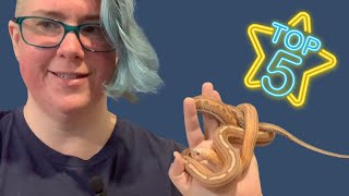 Top 5 Beginner Snakes [upl. by Lais]