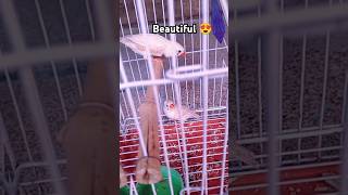 Finches playing 🥰 birds youtubeshorts ytshorts viralshorts [upl. by Acisseg]