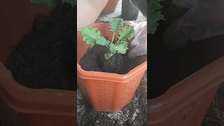 How to plant Kale  vegetable in pot hl6614 [upl. by Ennaeerb408]