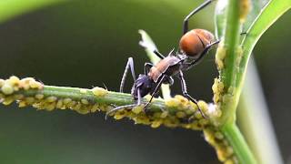 POLYRHACHIS AMMON  Australian Golden Spiny Ant [upl. by Ohaus661]