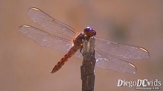 Orthemis ferruginea  Roseate skimmer dragonfly Libellulidae [upl. by Depoliti394]