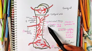 YOUNG LONG BONE  Blood Supply  Long Bone Anatomy  Drawn amp Explained [upl. by Hartill890]