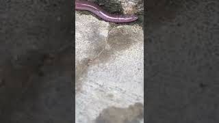 சேவுட்டுபம்பு Brahminy blind snakesnake nature [upl. by Adnarym313]