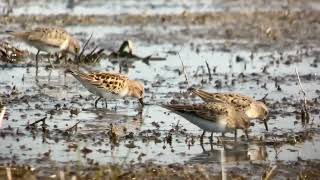 Bécasseau minutes vs Bécasseau de Temminck Little Stint vs Temminck’s Stint escardines mai 2024 [upl. by Ruben6]